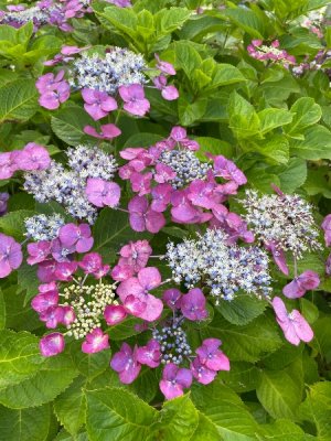 IMG_4949.jpeg
