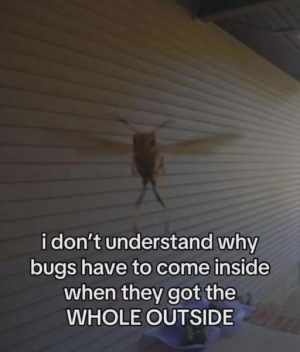 bugs.png