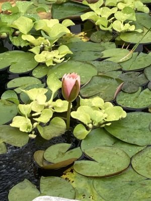 IMG_4569.jpeg