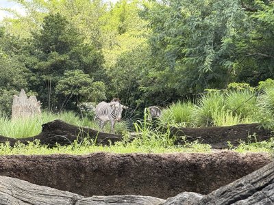 IMG_2034.jpeg