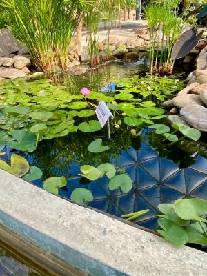 IMG_0091.jpeg