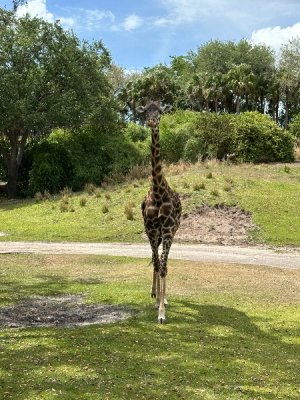 IMG_8480.jpeg