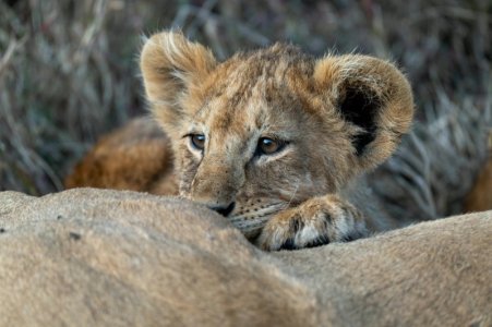 baby lion tanzania.jpg