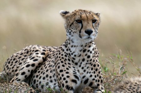 cheetah tanzania.jpg