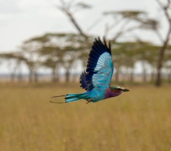lilac breaster roller in flight.jpg