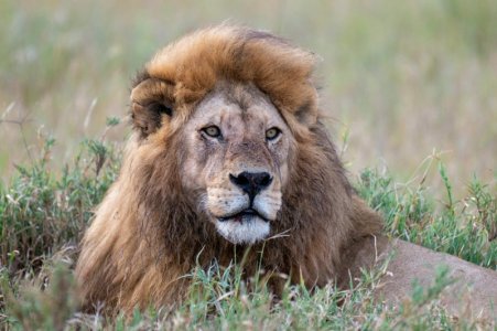 male lion tanzania.jpg