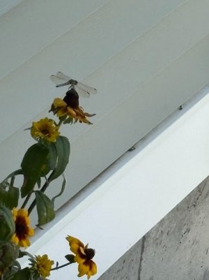 Dragonfly.jpg