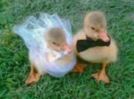 Anniversary - ducks.png