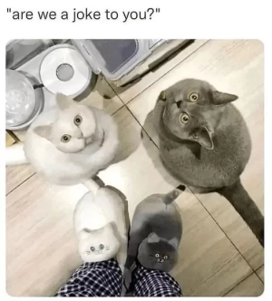 68a74218c8261.png