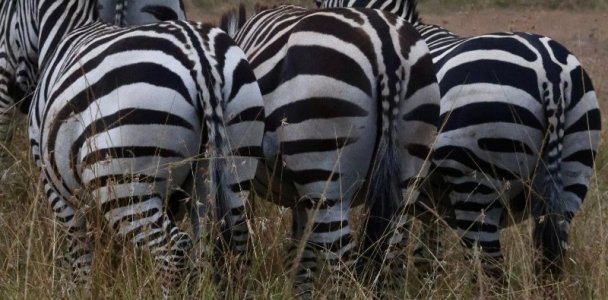 butt zebra.jpg