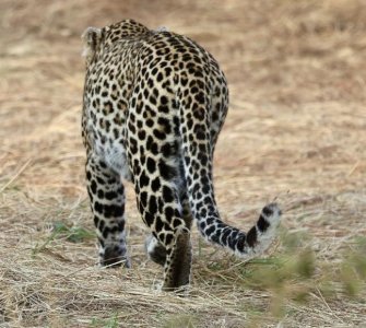 butt leopard.jpg