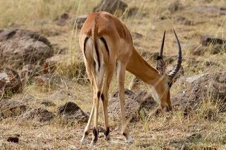 butt impala.jpg