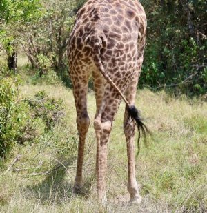 butt giraffe.jpg