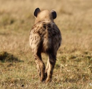 butt hyena.jpg