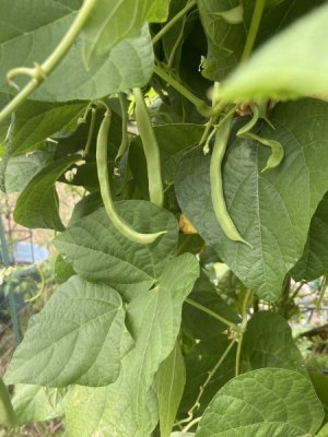 IMG_2256.jpeg