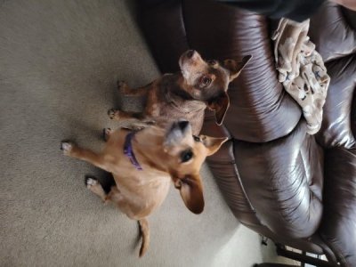 dogs.jpg