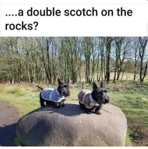 scotch.jpg