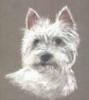 Westiepapa