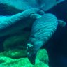 manateemickey