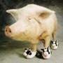moo shoe pork
