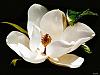 Clairee Magnolia