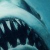 JAWSride