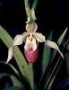 phragmipedium