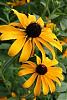 blackeyedsusan
