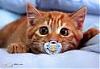 Cat-Augustine