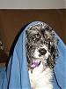 baddog