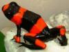 bandedfroggie