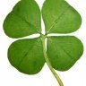 FourLeafClover