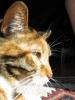 TiggyCat