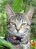 badcat