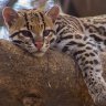 Ocelot