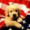 Shaggydog