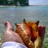 NCConch