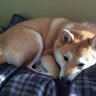 luvmyshiba