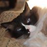 Ragdollcats4ever
