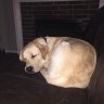 DogLovers