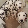 DalmatianDad