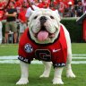 GoUgaDawgs