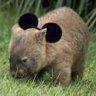 BRWombat