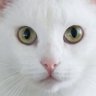 White Cat