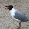frenchfryseagull