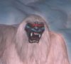 MagicYeti