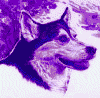 purplehusky