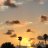 luvpalmtrees