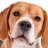 DisneyBeagle