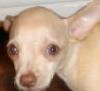 RatDog
